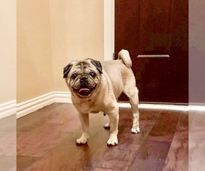 Pug Dogs for adoption in Royse City, TX, USA
