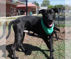 Labrador Retriever-Unknown Mix Dogs for adoption in San Antonio, TX, USA