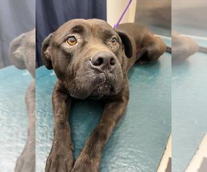 Mastiff-Unknown Mix Dogs for adoption in Mobile, AL, USA