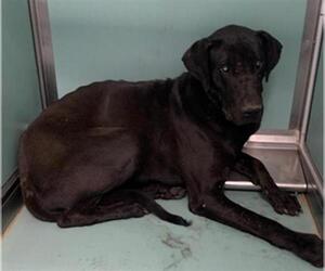 Great Dane-Unknown Mix Dogs for adoption in Moreno Valley, CA, USA