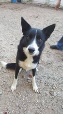 Border Collie Dogs for adoption in Pacolet, SC, USA