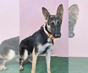 German Shepherd Dog Dogs for adoption in Bakersfield, CA, USA