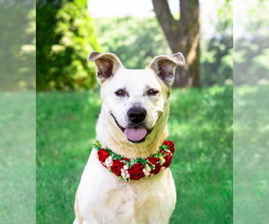 Red Heeler-Unknown Mix Dogs for adoption in Unionville, PA, USA