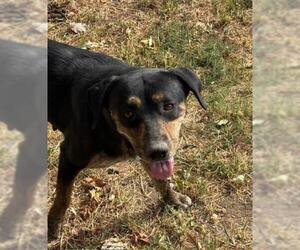 Mutt Dogs for adoption in Tulsa, OK, USA