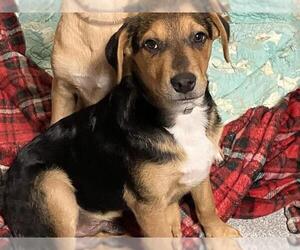 German Shepherd Dog-Unknown Mix Dogs for adoption in Orange, CA, USA