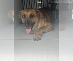 German Shepherd Dog-Unknown Mix Dogs for adoption in Houston, TX, USA