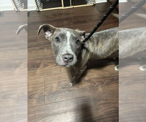 American Pit Bull Terrier-Unknown Mix Dogs for adoption in Columbus, IN, USA