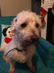 Poodle (Miniature) Dogs for adoption in Columbia, TN, USA