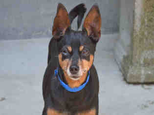 Miniature Pinscher Dogs for adoption in Rancho Cucamonga, CA, USA