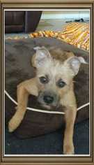 Border Terrier Dogs for adoption in Chino, CA, USA