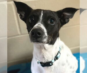 Rat Terrier-Unknown Mix Dogs for adoption in Jefferson, WI, USA