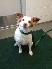 Small Brittany-Poodle (Miniature) Mix