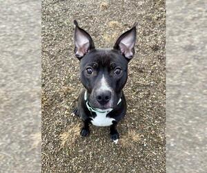 Labrador Retriever-Unknown Mix Dogs for adoption in Center Township, PA, USA