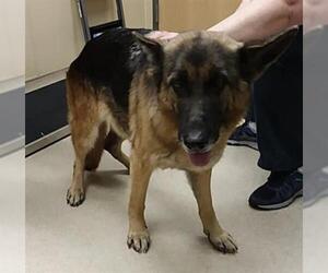 German Shepherd Dog Dogs for adoption in Clyde, NC, USA