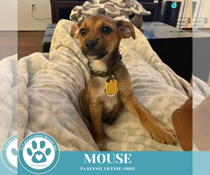Mutt Dogs for adoption in Kimberton, PA, USA