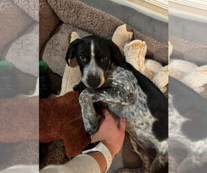 Pointer-Unknown Mix Dogs for adoption in Tarrytown, GA, USA