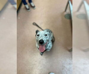 Australian Cattle Dog Dogs for adoption in Ogden, UT, USA