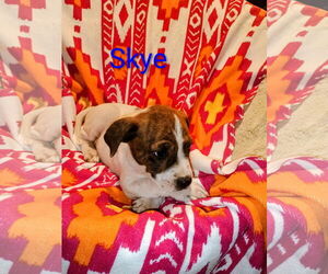 Labrador Retriever-Unknown Mix Dogs for adoption in The Woodlands, TX, USA