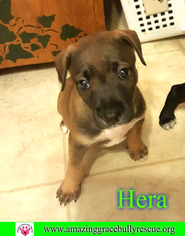 American Staffordshire Terrier-Labrador Retriever Mix Dogs for adoption in Pensacola, FL, USA