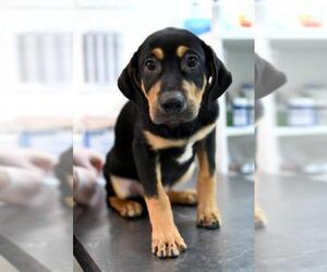 Labrottie Dogs for adoption in Morton Grove, IL, USA