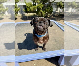 Pug Dogs for adoption in Seal Beach, CA, USA