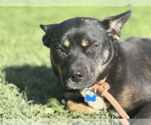 French Bulldog-Unknown Mix Dogs for adoption in Riverside, CA, USA