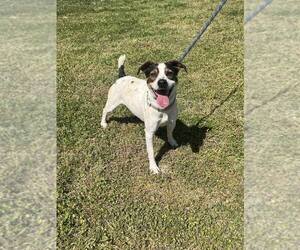 Jack Russell Terrier-Unknown Mix Dogs for adoption in Abbeville, LA, USA