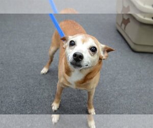 Chihuahua-Unknown Mix Dogs for adoption in Greenfield, IN, USA