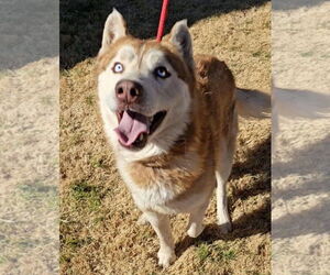 Huskies -Unknown Mix Dogs for adoption in Grafton, WI, USA