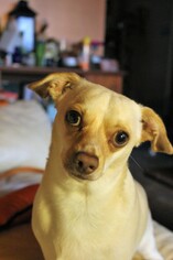 Chiweenie Dogs for adoption in Middletown, MD, USA