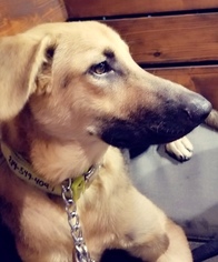 Golden Shepherd Dogs for adoption in Denton, TX, USA
