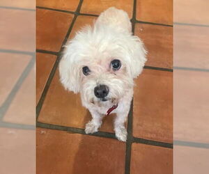 Poodle (Miniature) Dogs for adoption in San Diego, CA, USA