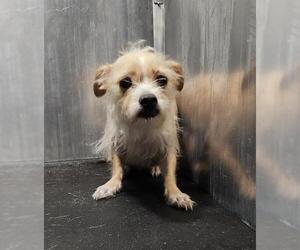 Mutt Dogs for adoption in San Antonio, TX, USA