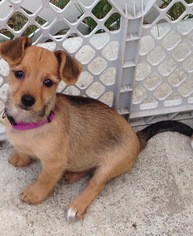 Dachshund-Unknown Mix Dogs for adoption in Plant City, FL, USA