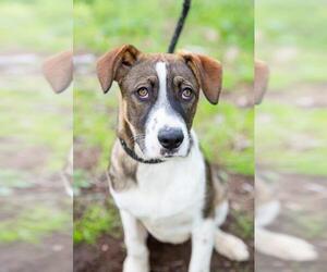 Labbe Dogs for adoption in El Cajon, CA, USA
