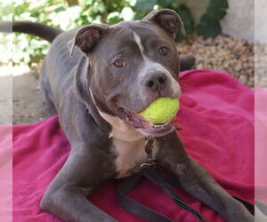 Mutt Dogs for adoption in Philadelphia, PA, USA