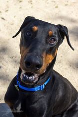 Doberman Pinscher Dogs for adoption in Seal Beach, CA, USA