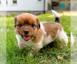 Chihuahua-Unknown Mix Dogs for adoption in Holly Springs, NC, USA
