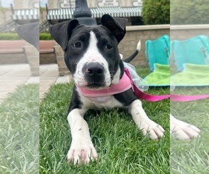 American Pit Bull Terrier-Unknown Mix Dogs for adoption in Germantown, OH, USA