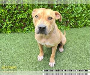 American Pit Bull Terrier Dogs for adoption in West Palm Beach, FL, USA