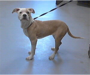 Mutt Dogs for adoption in Fayetteville, NC, USA