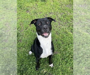 American Pit Bull Terrier Dogs for adoption in Lee's Summit, MO, USA