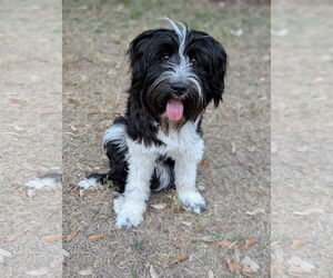 Poodle (Miniature)-Unknown Mix Dogs for adoption in PIPE CREEK, TX, USA