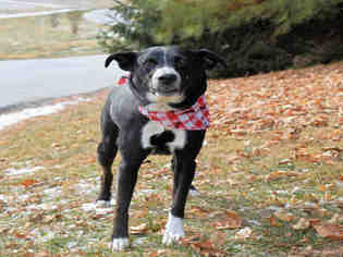 Borador Dogs for adoption in Westminster, MD, USA
