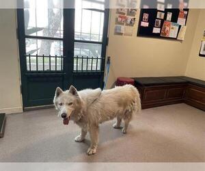 Huskies -Siberian Husky Mix Dogs for adoption in Pasadena, CA, USA