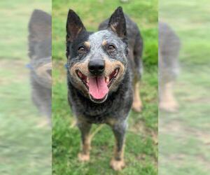Mutt Dogs for adoption in Riverside, CA, USA