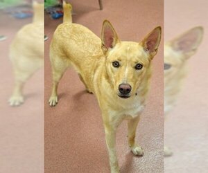 Mutt Dogs for adoption in Ogden, UT, USA