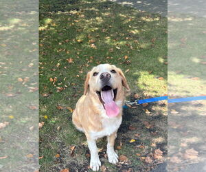 Labrador Retriever-Unknown Mix Dogs for adoption in Plainfield, IL, USA