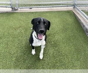 Labrador Retriever-Unknown Mix Dogs for adoption in Grand Prairie, TX, USA