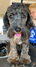 Poodle (Miniature) Dogs for adoption in Mooresville, NC, USA